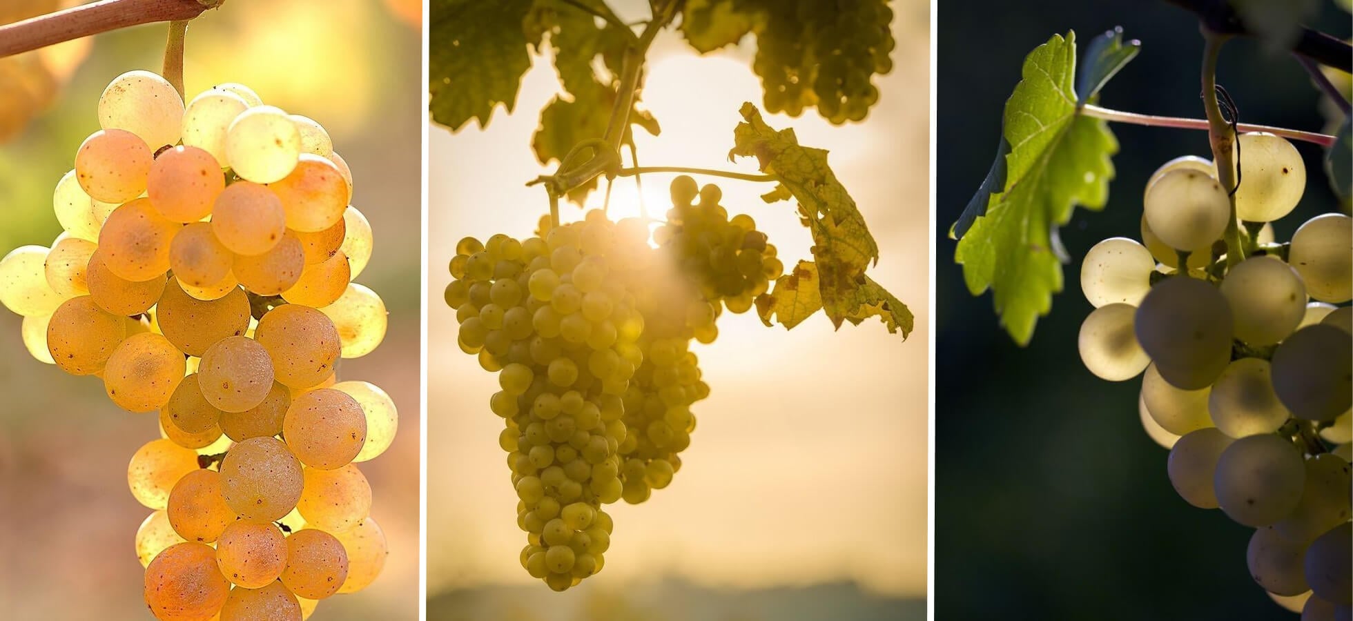 What is the Traditional Wine of Greece